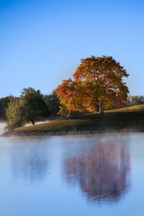 A golden autumn tree on a grassy shore, reflected in blue water under a clear sky