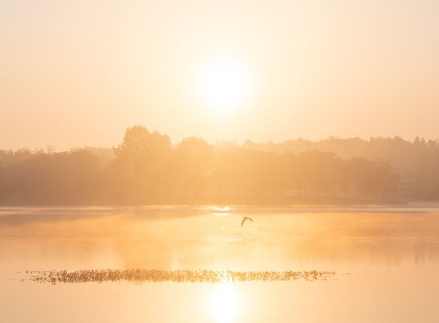 A crane in flight over a still lake at a hazy golden sunrise