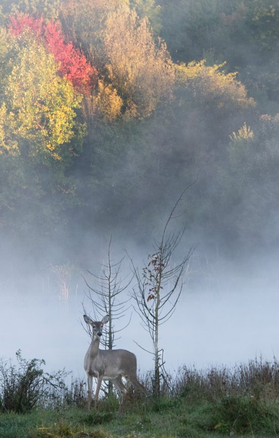 A deer standing in misty woods with autumn color behind