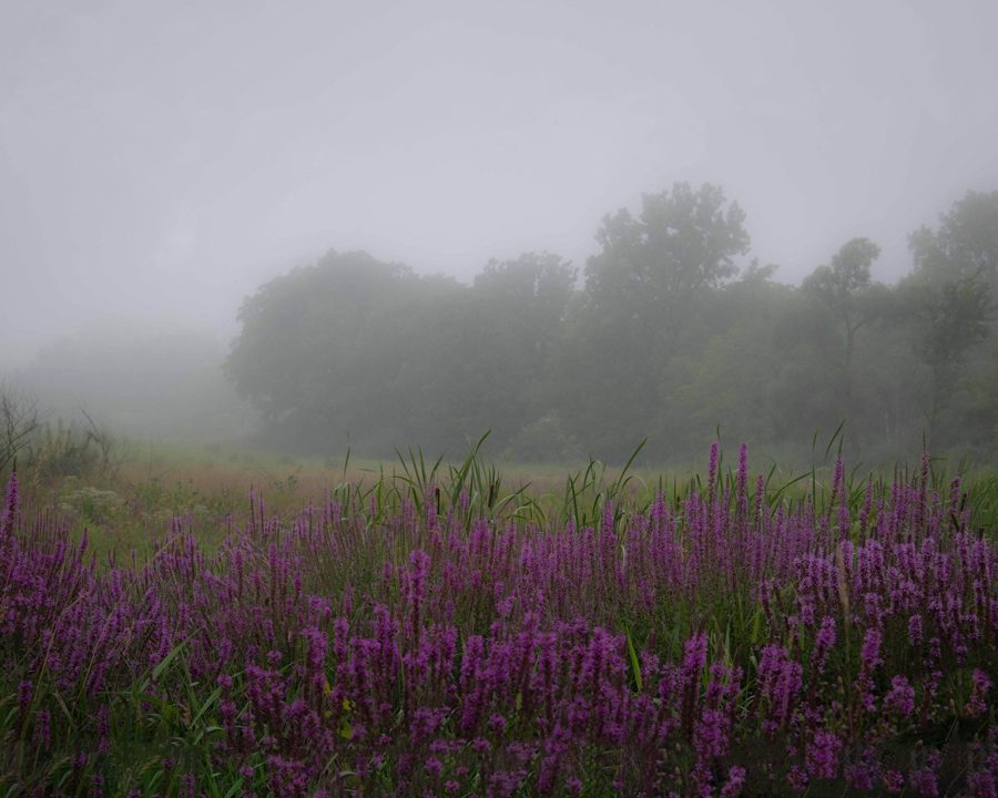 Purple wildflowers in a meadow with trees fading into morning mist