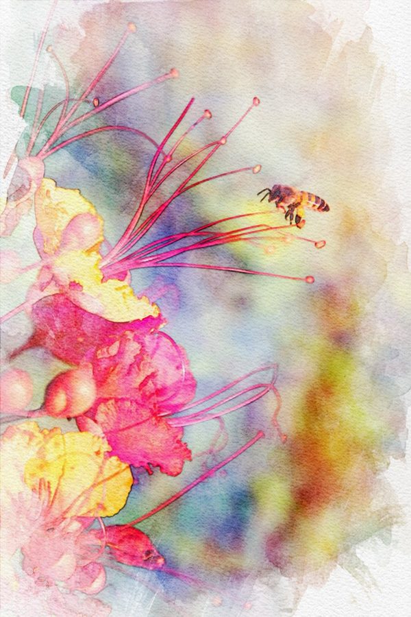 Watercolor rendering of the same flower and bee in soft pinks and yellows