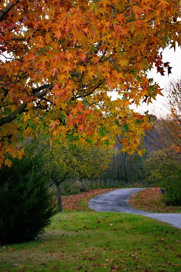 A country lane curving beneath a maple tree in bright orange autumn leaves