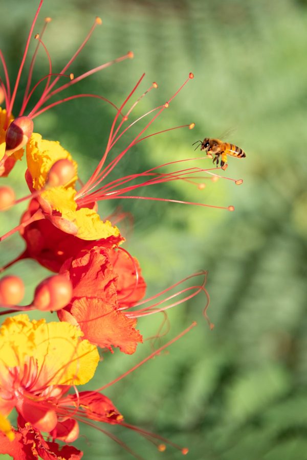 A bee on a red and yellow flower, the original photograph